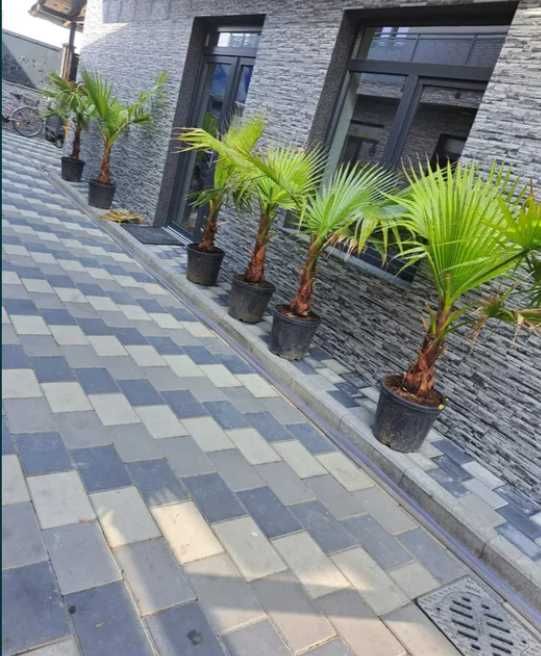Plante Ornamentale
