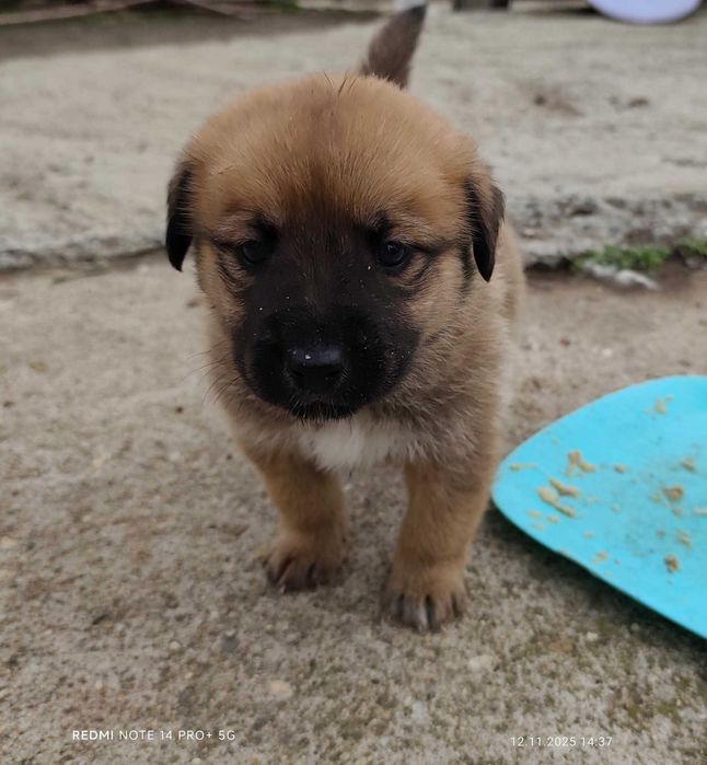 Подарявам бебета кученца