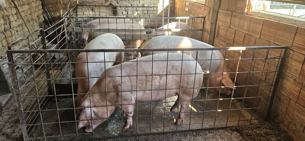 Големи кастрирани прасета