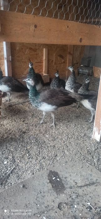 Pui păun standard 2025