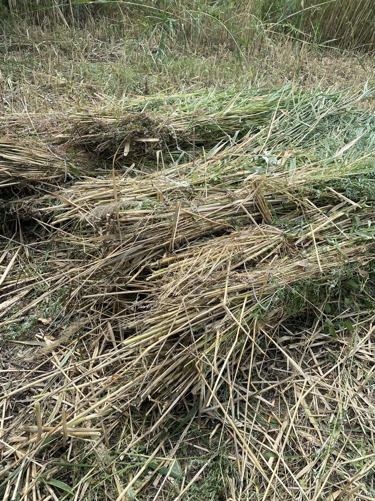 Қамыс бау бар 240 тан келісім бар шымкент каласы достафка тегін 240 та