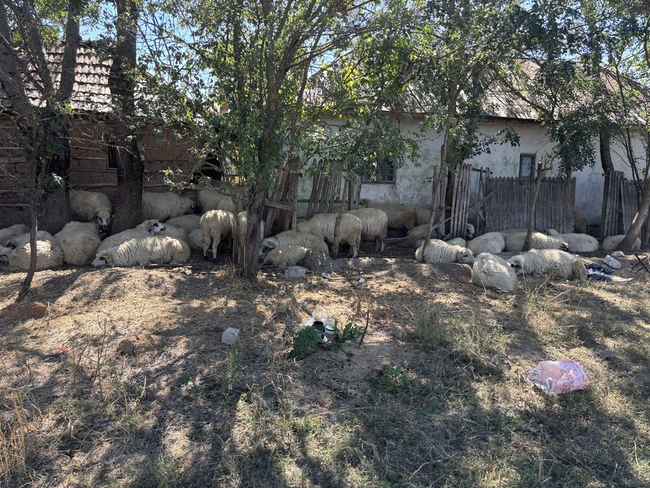 De vanzare ovine
