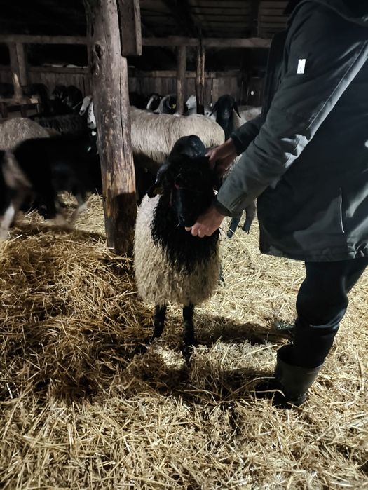 Vând miei Ștefan cel Mare olt