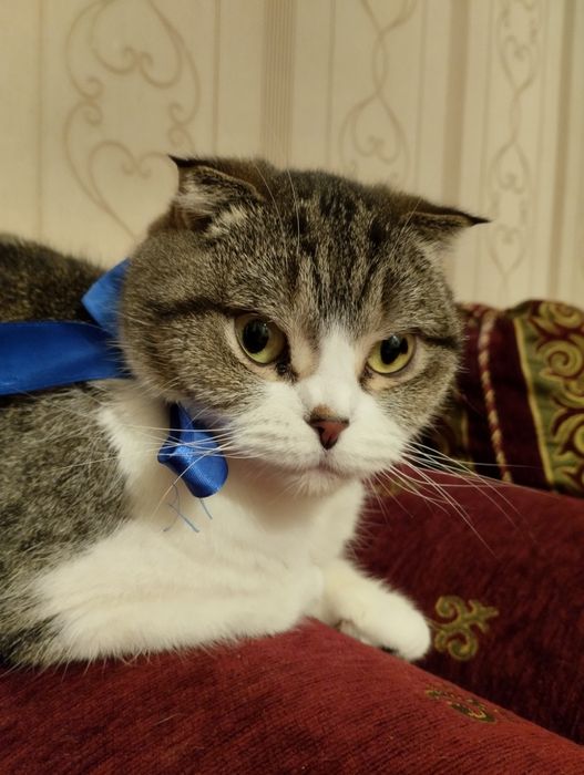 Срочно отдам кошек веслоухие шотландцы