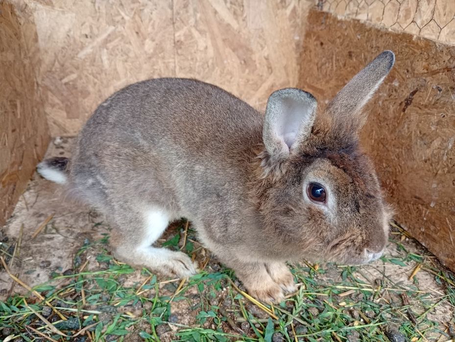 De vânzare detalii in privat. Județul Suceava