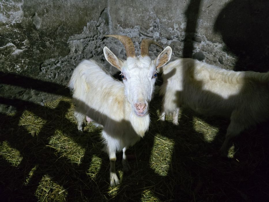 De vănzare capră 500 lei și capre cu un iez700 capră  cu doi iezi 900