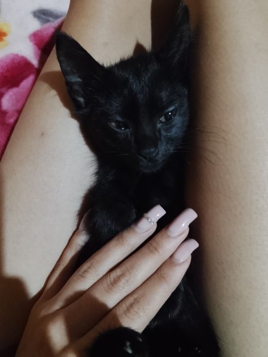 Отдам котенка в хорошие руки