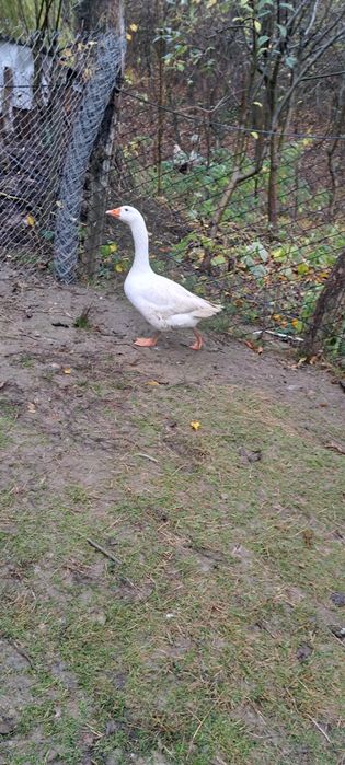 Vind giscan de anul acesta sau schimb