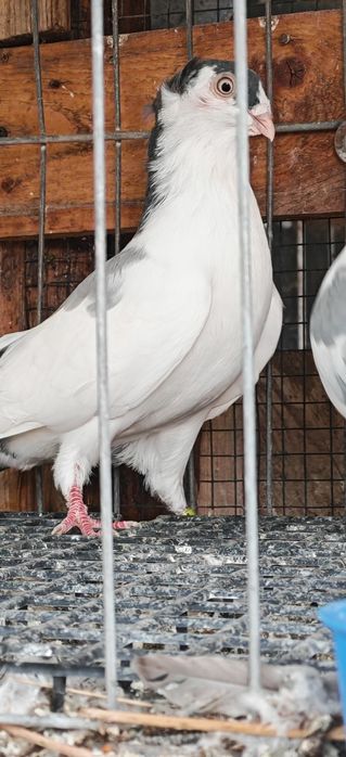 Porumbei Jucătorii de Galați