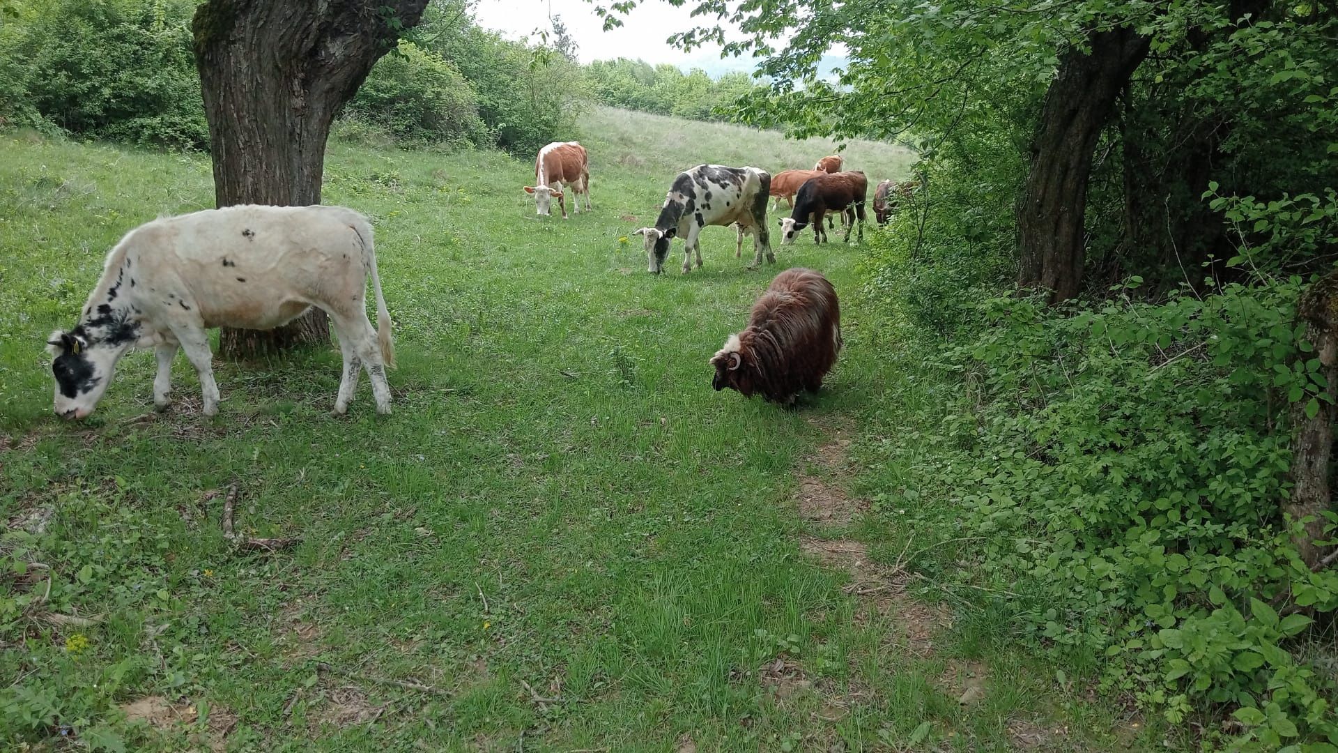 Vând vaci, juninci și viței