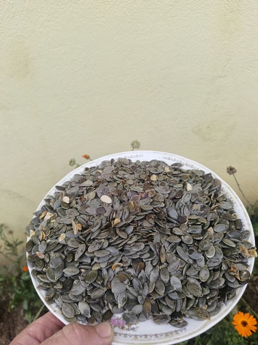 Samanta de dovleac Stirya