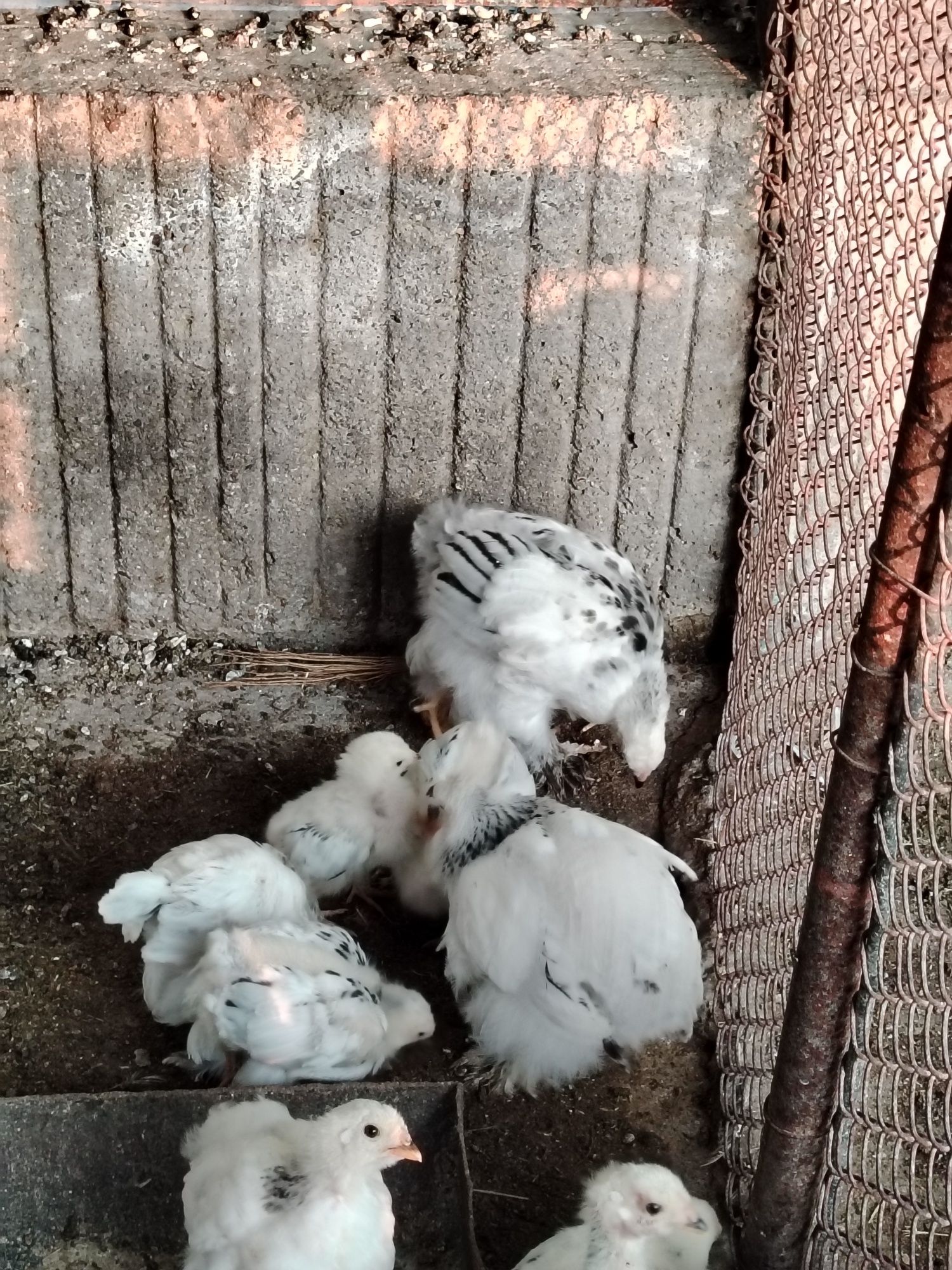Продается цыплята чистокровного брама!