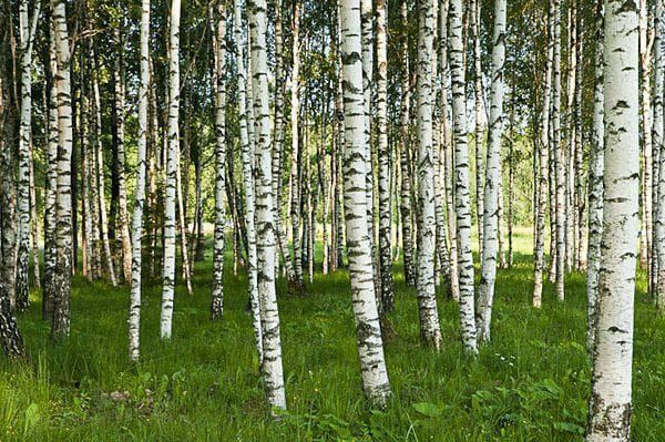 Tei mestecan și arătări