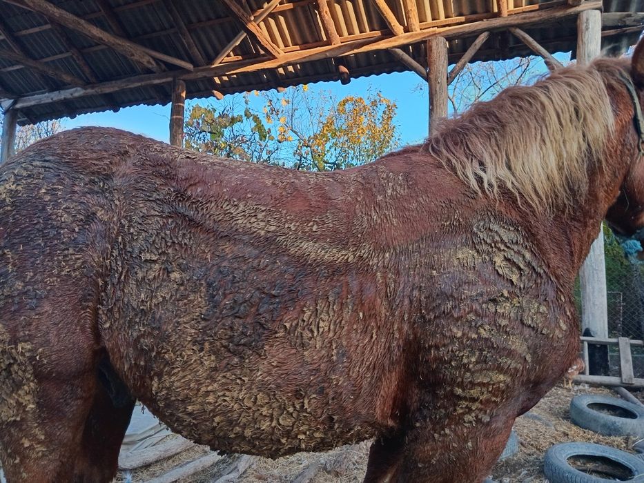 Mânz de un an și 4 luni