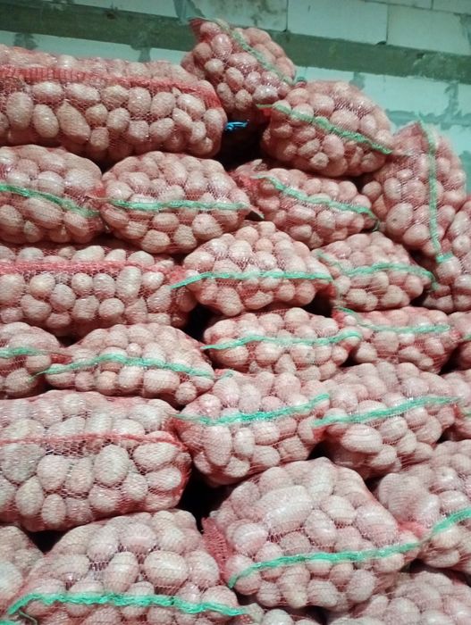 Cartof consum Bellarossa