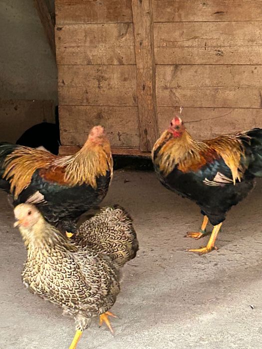 Wyandotte pitic orange