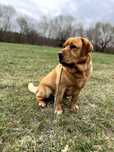 Labrador Retriever, Mascul, Galben