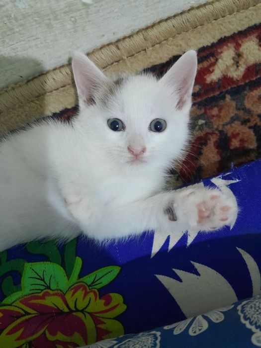 Котёнки бесплатный