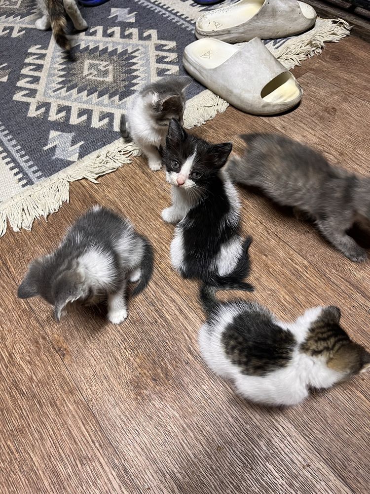 Котята крысоловы
