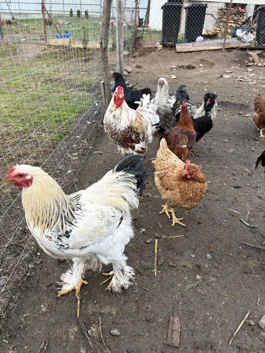 Cocosi tineri diferite rase