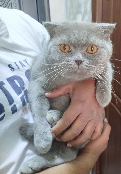 Скоттиш страйт лиловий