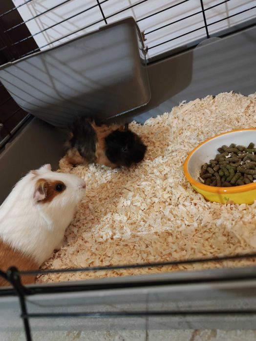 Vând pereche porcușori guineea