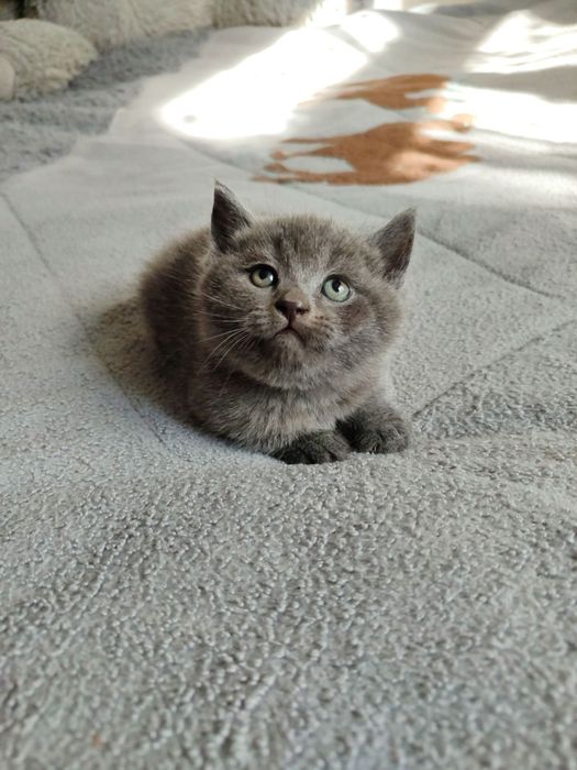 Продается котенок мальчик скотиш страйт