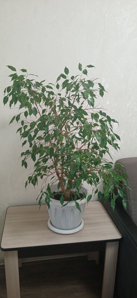 Фикус бенджамина.Срочно! Торг! Центр.