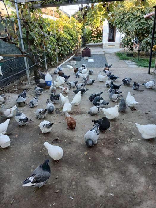 De vânzare porumbei mondaine francez, tineret și maturi