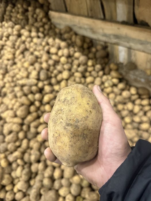 Картофель оптом со склада