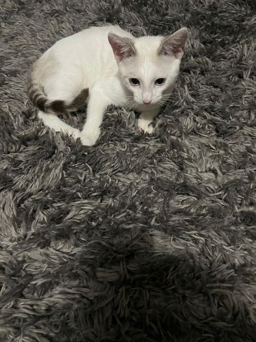 Отдам даром котенка мальчика