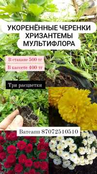 МУЛЬТИФЛОРА хризантема