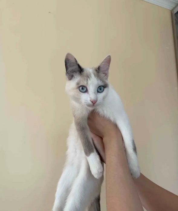 Кошечку, в добрые руки!