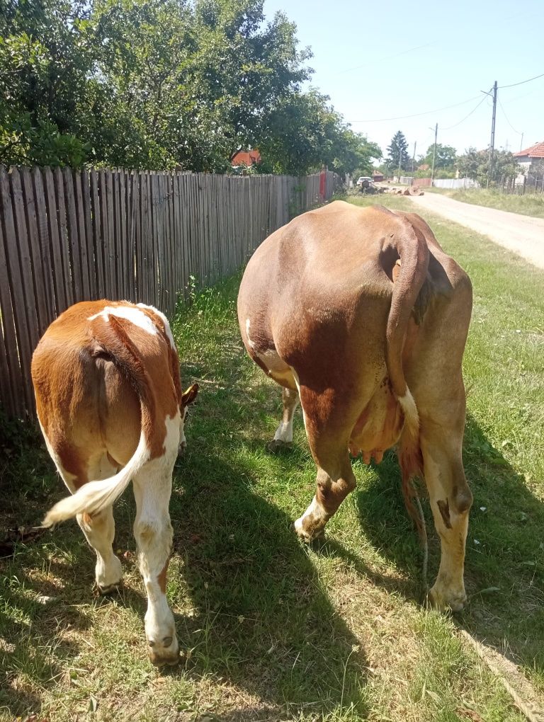 Vând vacă cu vițel lângă ia tânără bună de lapte