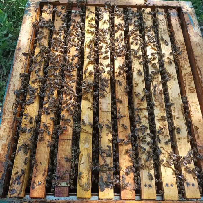 Пчелни семейства и пчелни отводки ДБ