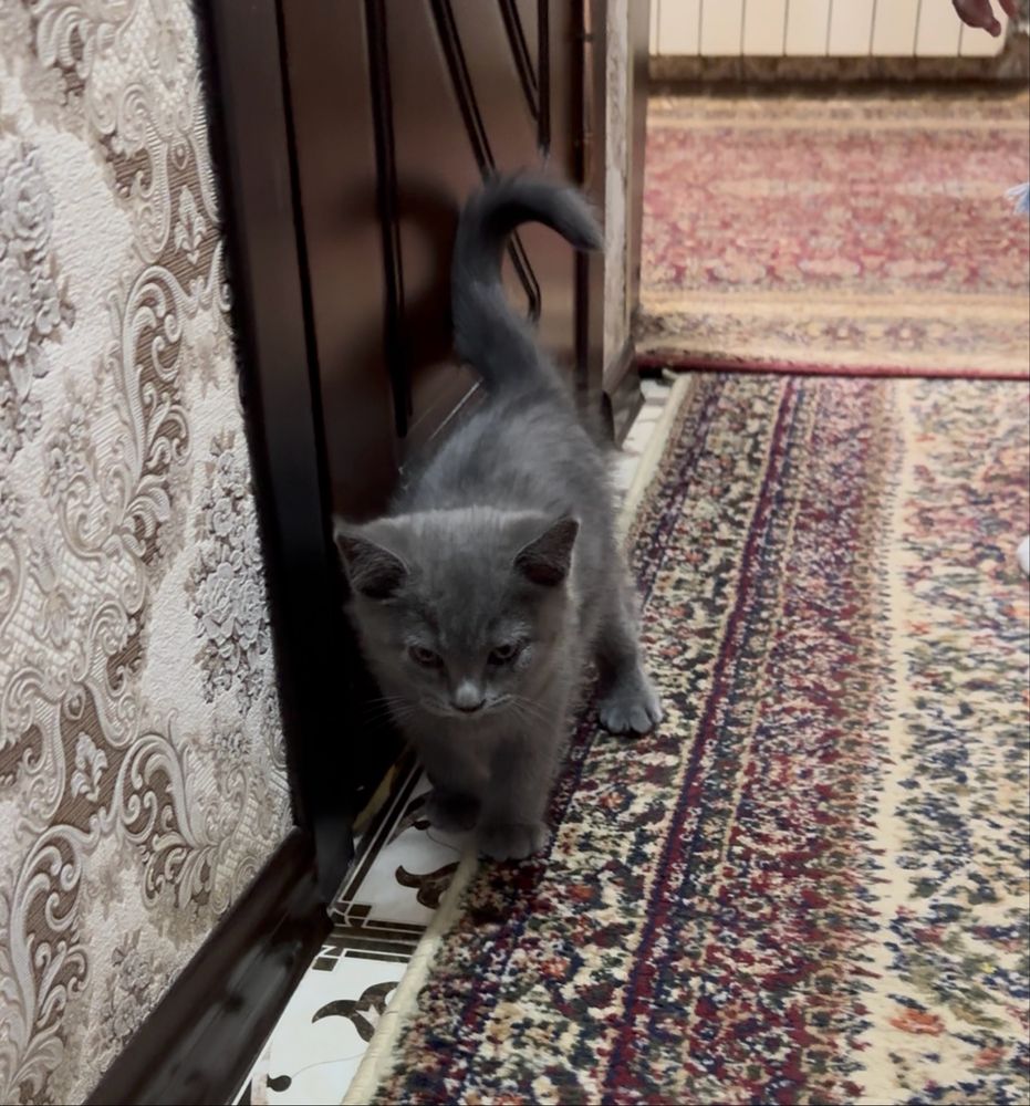 Mushuk кошка (zotdor toza mushu)
