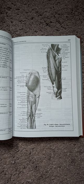 Compendiu Anatomia si Fiziologia omului Corint