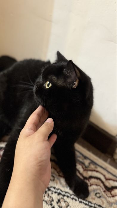 Отдадим в добрые руки