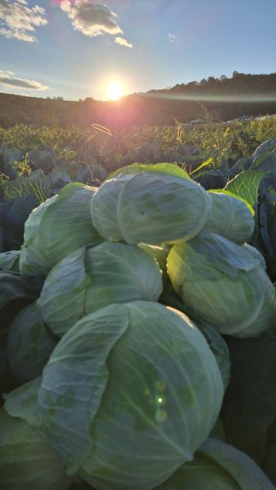 Cartofi Rosii, Ceapa alba, Varza, usturoi