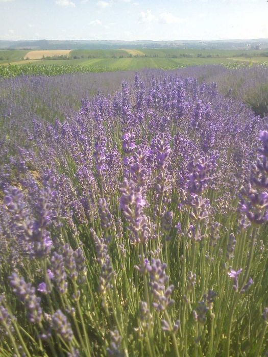 ulei de lavanda,bio,fara chimicale