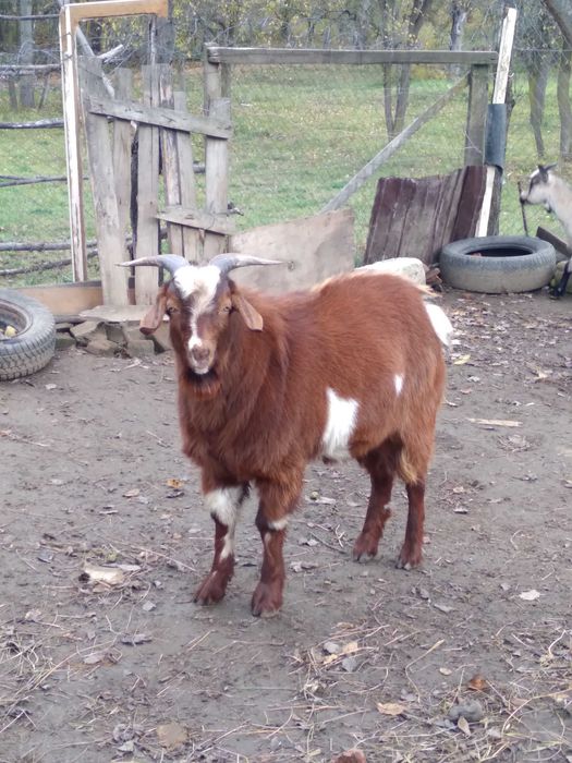 Se vinde Țap roșcat