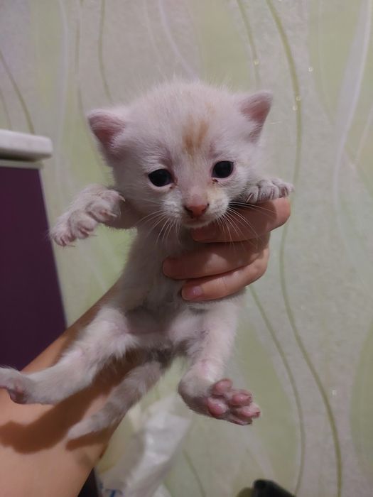 Отдам БЕСПЛАТНО котёнка в хорошие руки