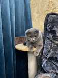 Скотиш фолд на вязку малчик