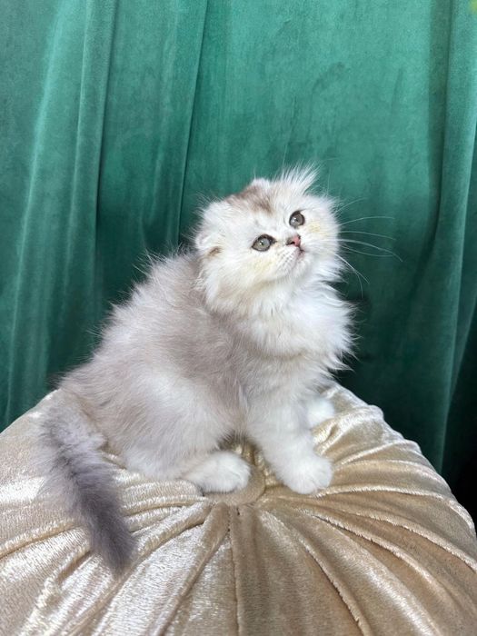 Băiețel Scottish Fold Longhair-culoare rară,superbă