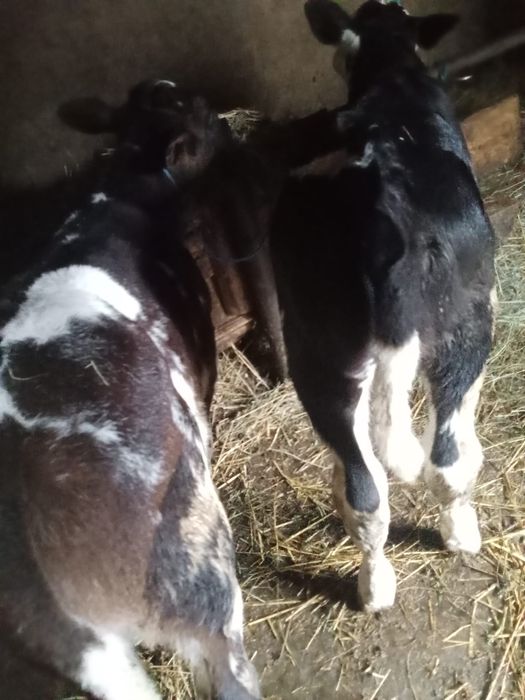 Vand trei tauri si vitea baltata romaneasca
