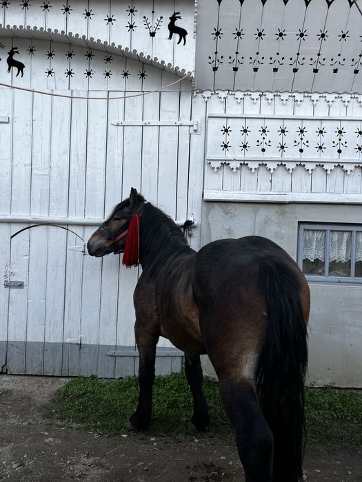 Armasar 3 ani disponibil