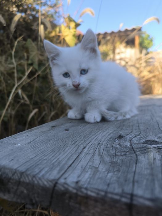 Котята девочки 2 мес