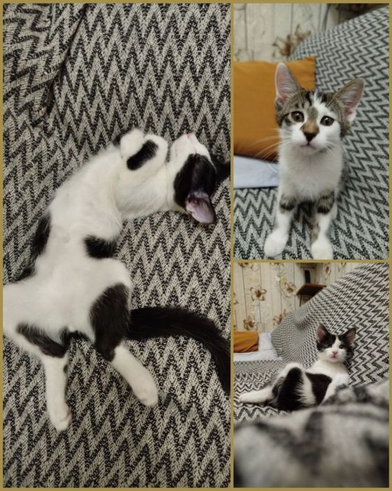 Котята ждут свою семью!