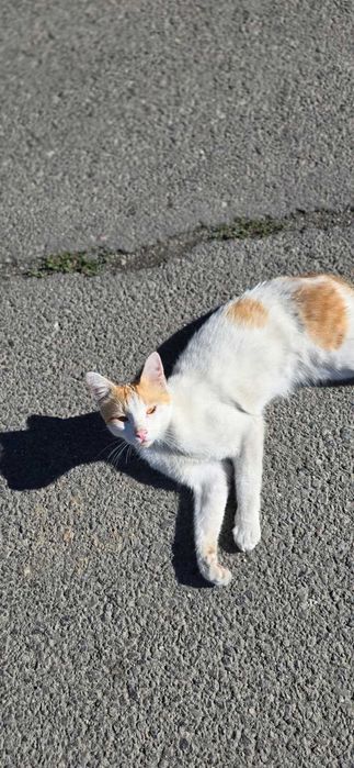 Adoptie donez Motan portocaliu cu alb 7-8 luni