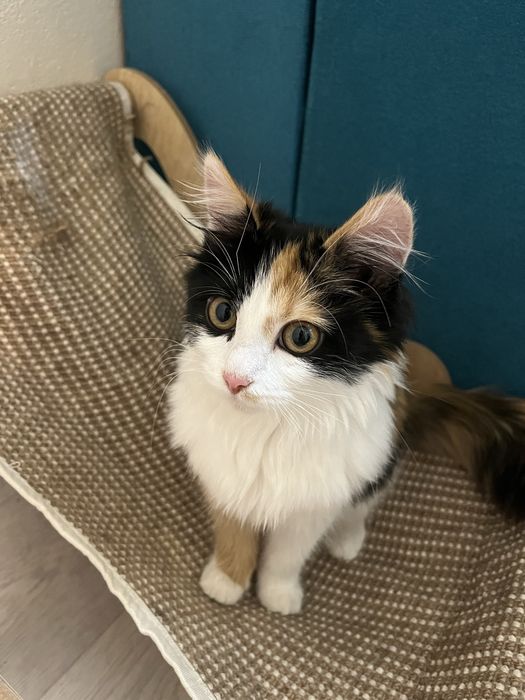 Отдам в хорошие руки. Котенок ищет дом